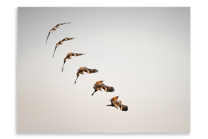 Birds in Flight Sequence